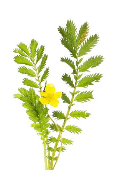 Argentina Anserina
