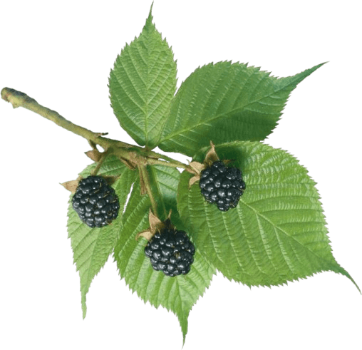 Blackberry