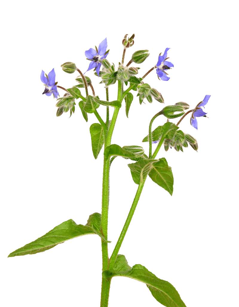 Borage