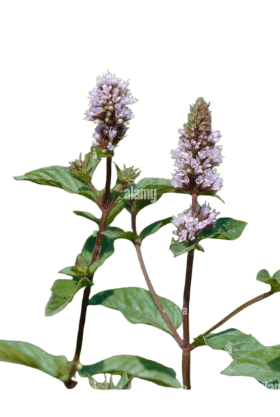 Brookmint