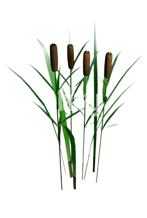 Bulrush