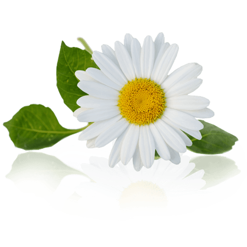 Chamomile
