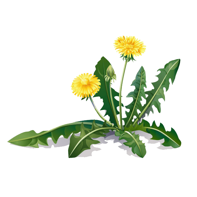 Coltsfoot