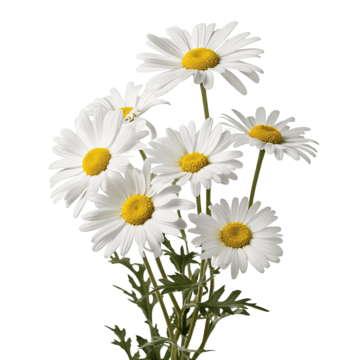 Daisies