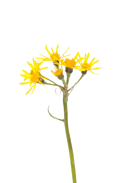 Groundsel