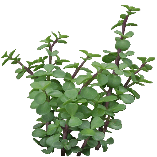 Jade Plant
