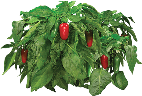 Jalapeno