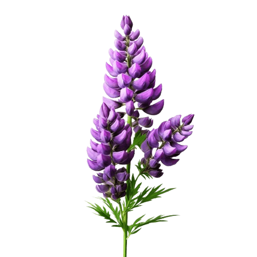 Lupine