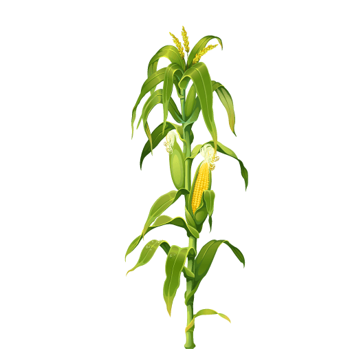 Maizecorn
