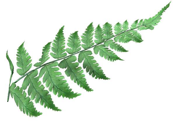 Male Fern