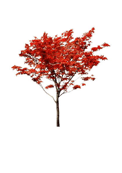 Maple