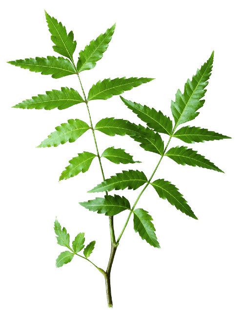 Neem