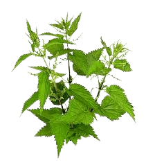 Nettle