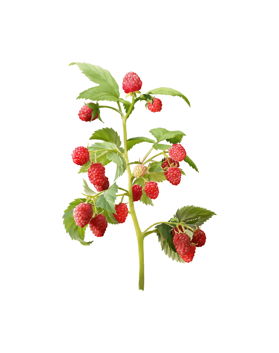 Raspberry