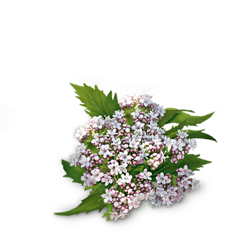 Valerian