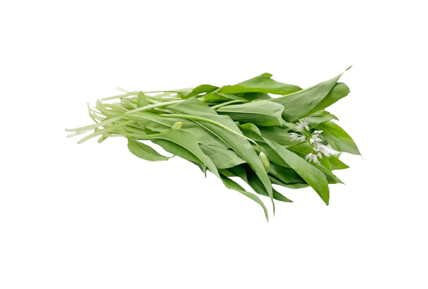 Wild Garlic